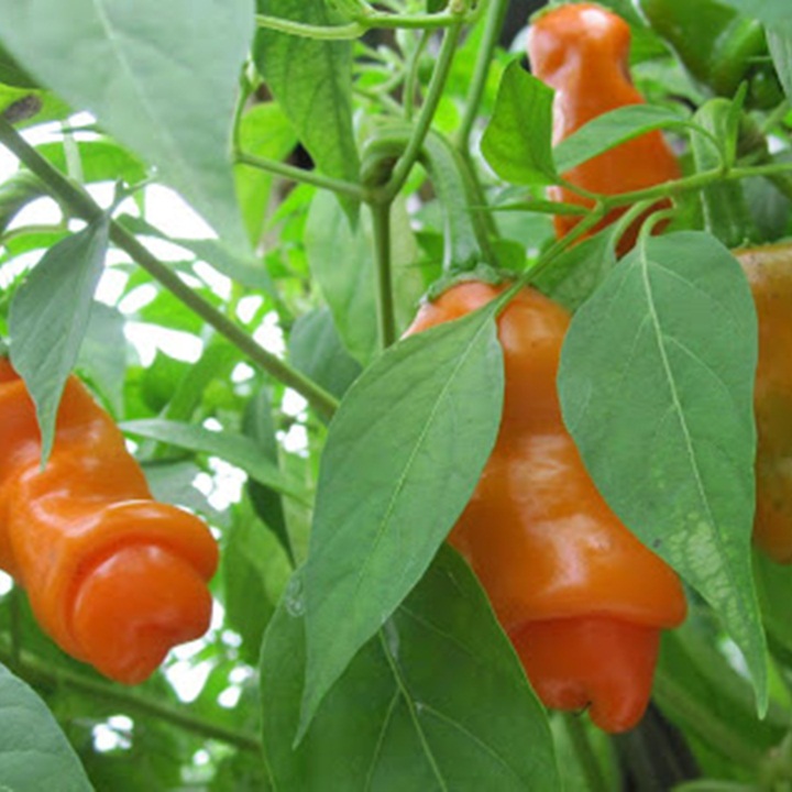 Hạt giống ớt cu tí