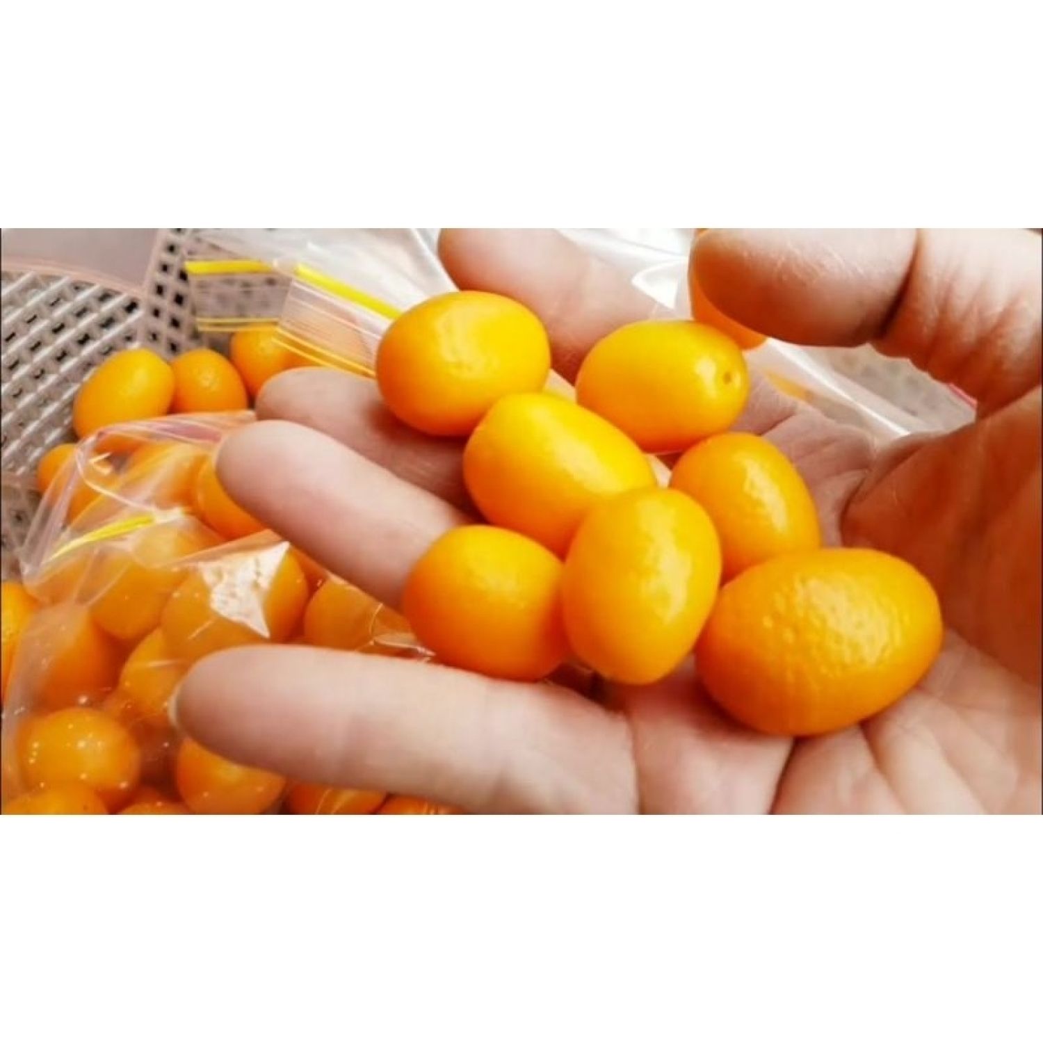 Cây tắc ngọt Thái Lan - Tắc vỏ ngọt