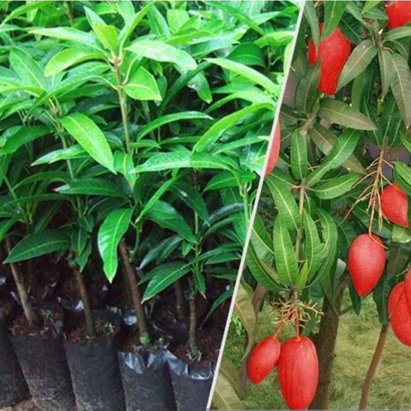 Cây giống xoài đỏ nhật bản ghép siêu sớm