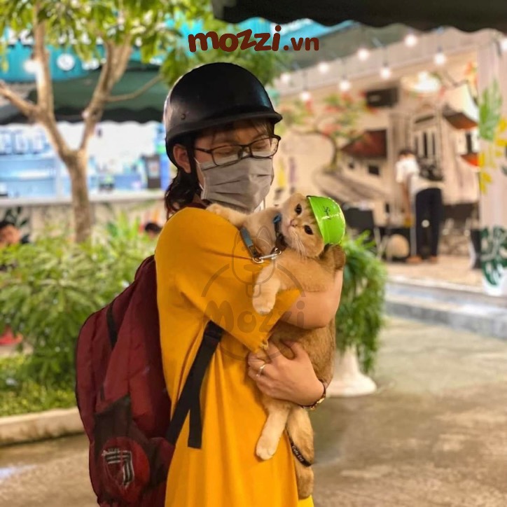 Nón Bảo Hiểm thời trang dành riêng cho chó mèo