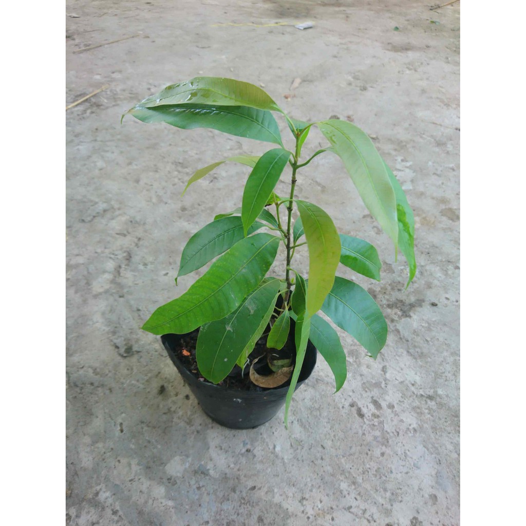 Cây thanh trà ngọt (cây giống) siêu trái