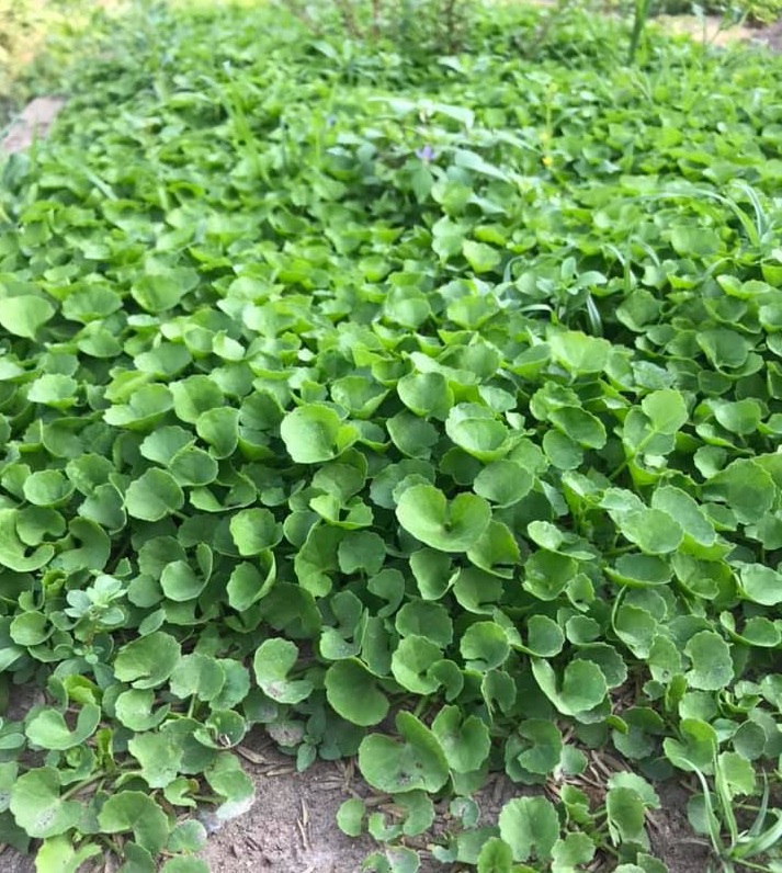 0.5g HẠT GIỐNG RAU MÁ LÁ NHỎ
