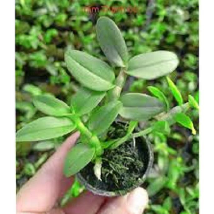 [FREESHIP - Xả Khô Máu] Hoa lan trầm thanh củi ( cây to khỏe,bộ rễ đẹp)+ 700g phân thỏ hữu cơ