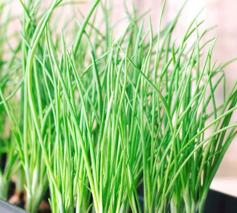 Hạt giống Hành lá cao sản Hành hương