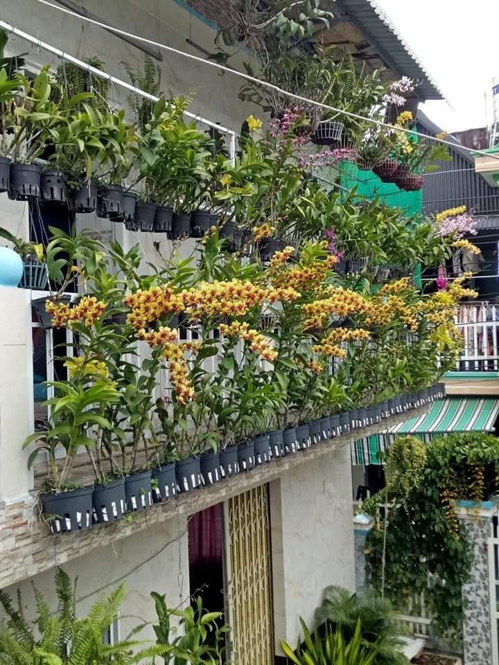 Hoa lan denro vàng tia