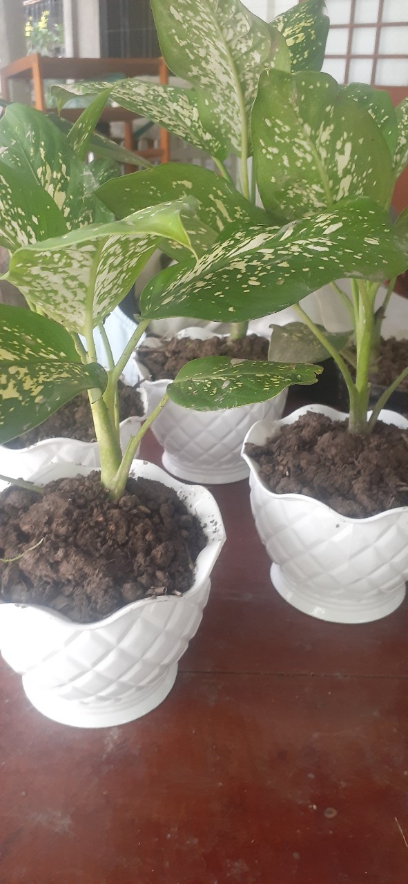Cây Vạn Niên Thanh Để Bàn Làm Việc