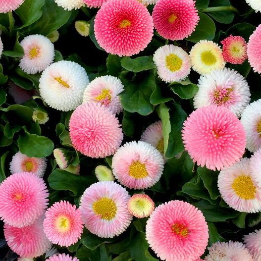 Hạt giống hoa Cúc Anh Mix - Dễ trồng