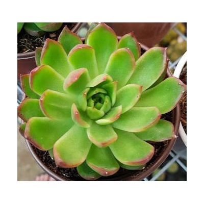 sen đá Đế vương đầu đỏ