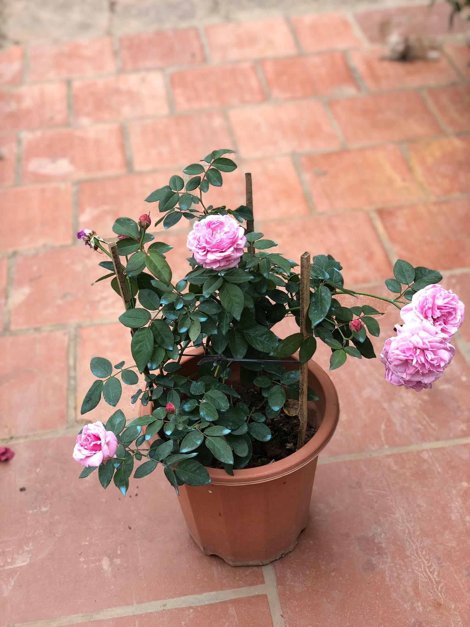 Cây hoa hồng trưởng thành