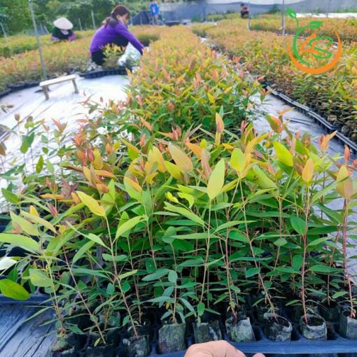 CÂY GIỐNG BẠCH ĐÀN TRẮNG [ Tên gọi khác: cây khuynh điệp ] [BEST eXPRESS]