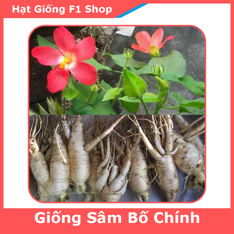 Hạt Giống Sâm Bố Chính Thảo Dược - Gói 50 Hạt (262.F1)