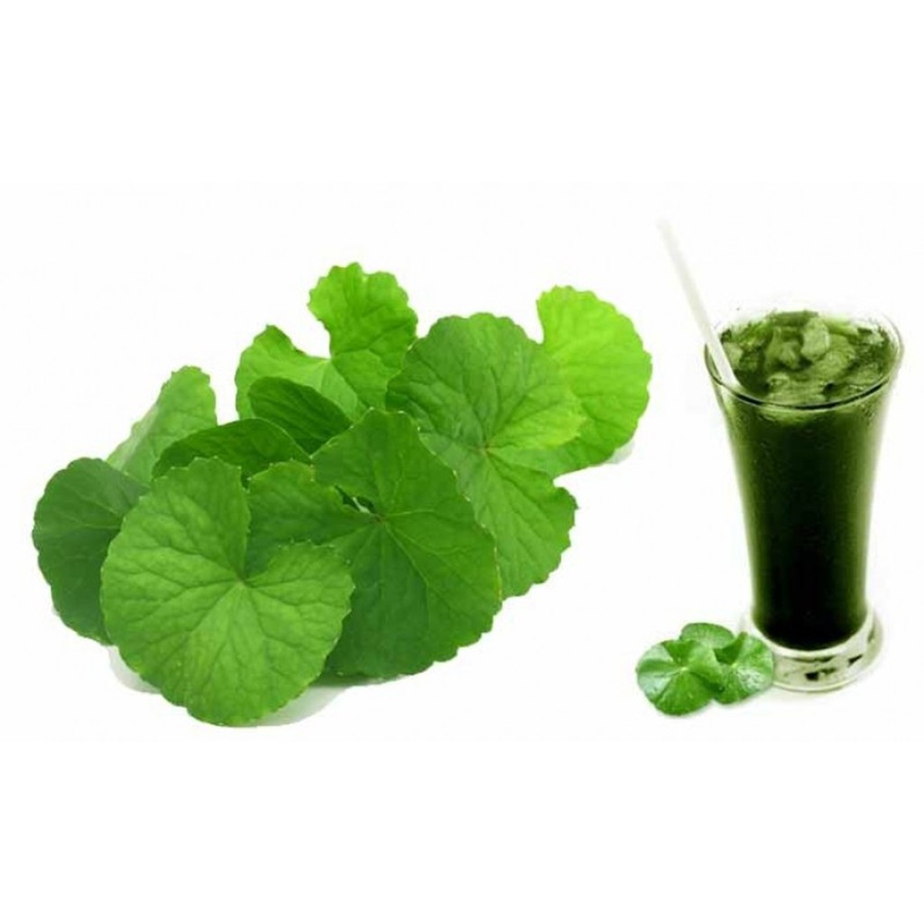 Hạt Giống Rau Má Lá To (1 gam ~ 500 hạt) Sinh Trưởng Mạnh, Thu Hoạch Liên Tục