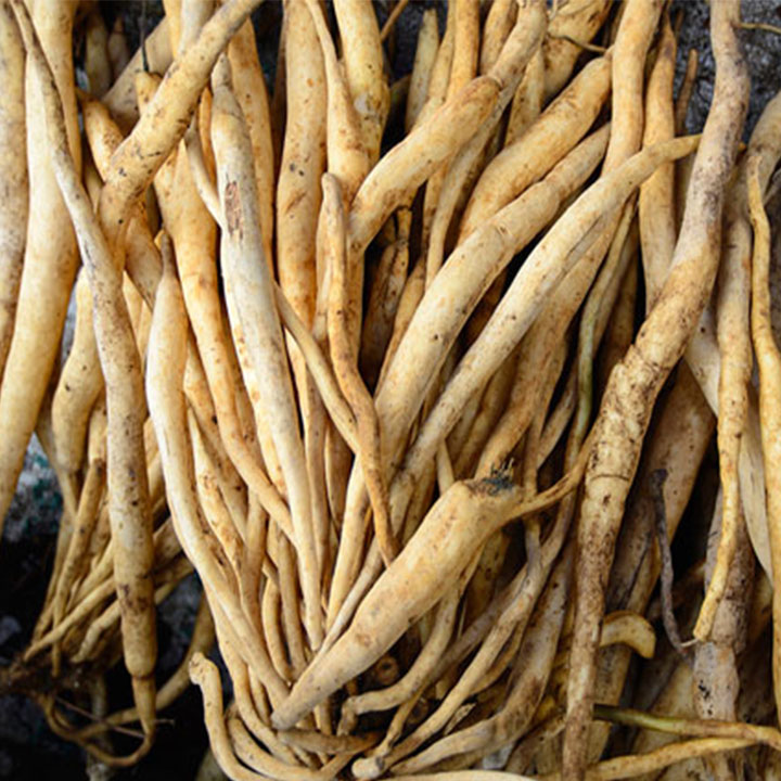 Củ bách bộ khô 1kg