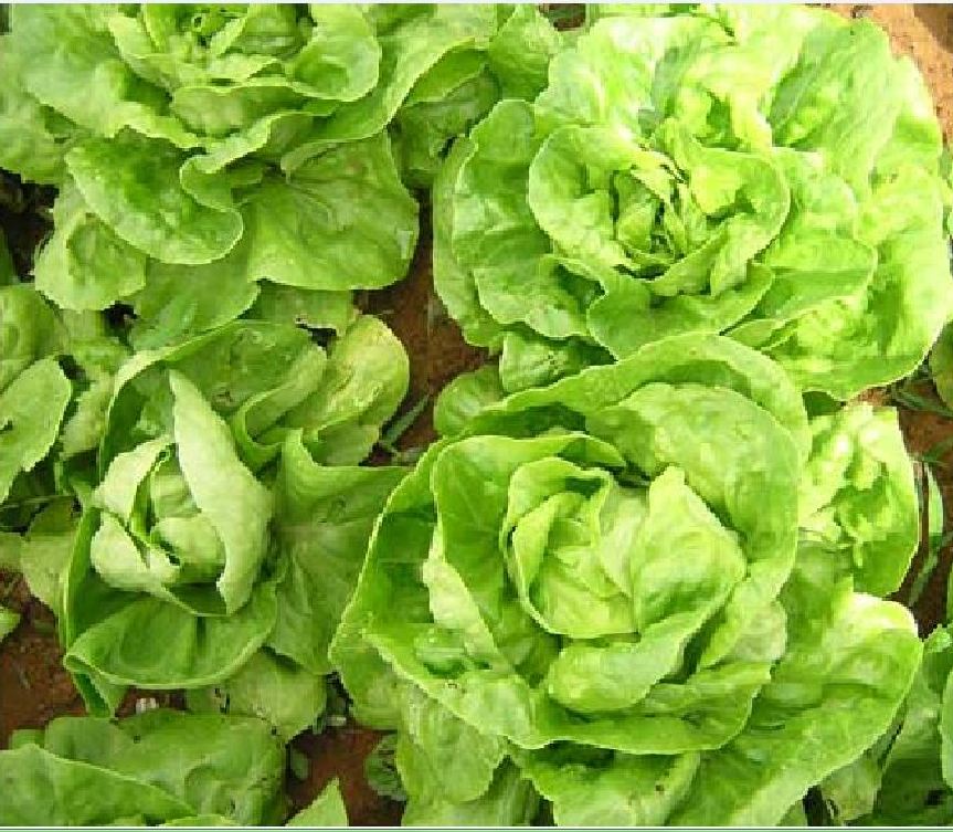 Hạt Giống Xà lách đăm xanh( 2gr/gói )
