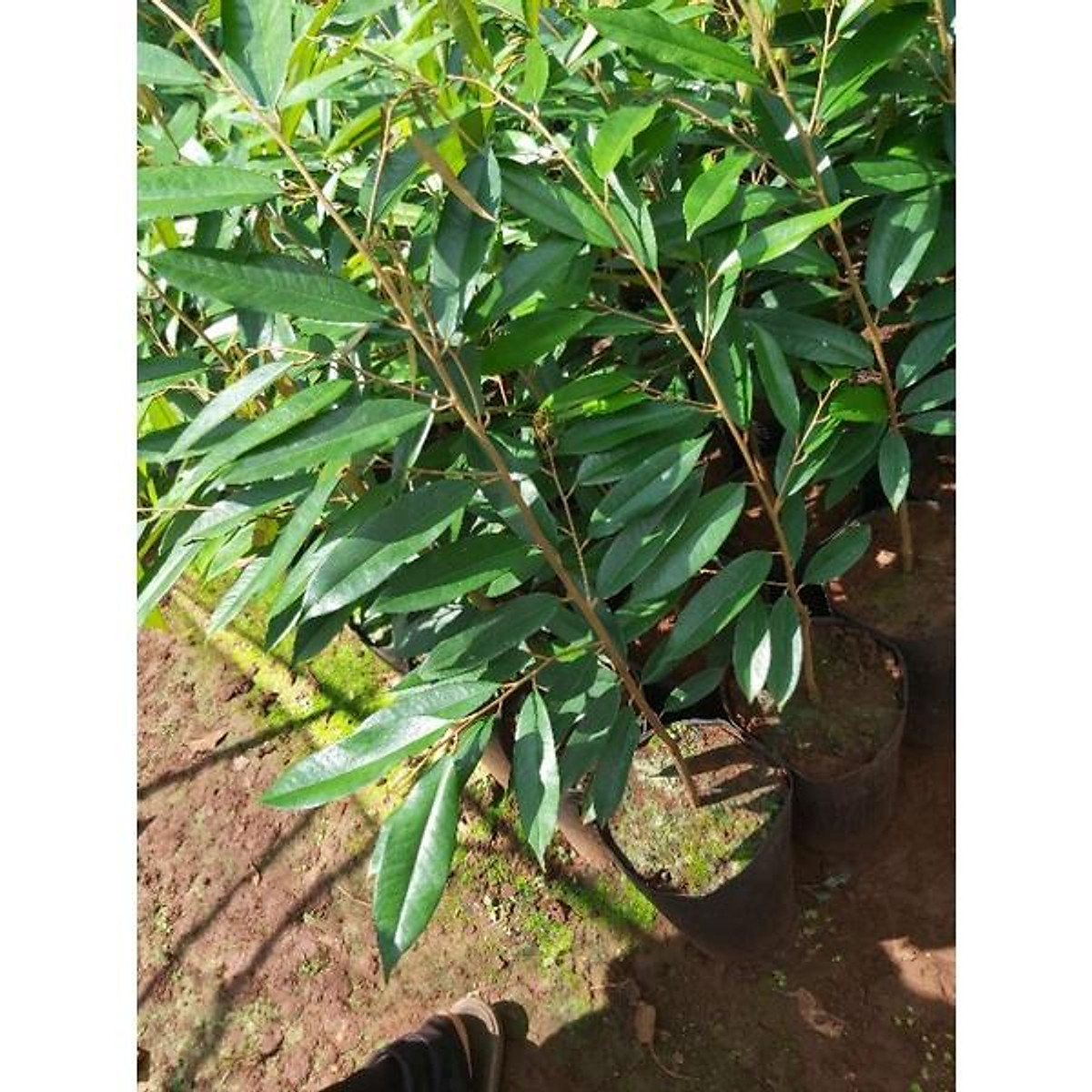 CÂY GIỐNG SẦU RIÊNG LÙN SIÊU SỚM