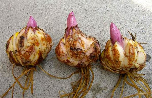 HOA LY LÙN THƠM CHUẨN HÀ LAN-củ giống