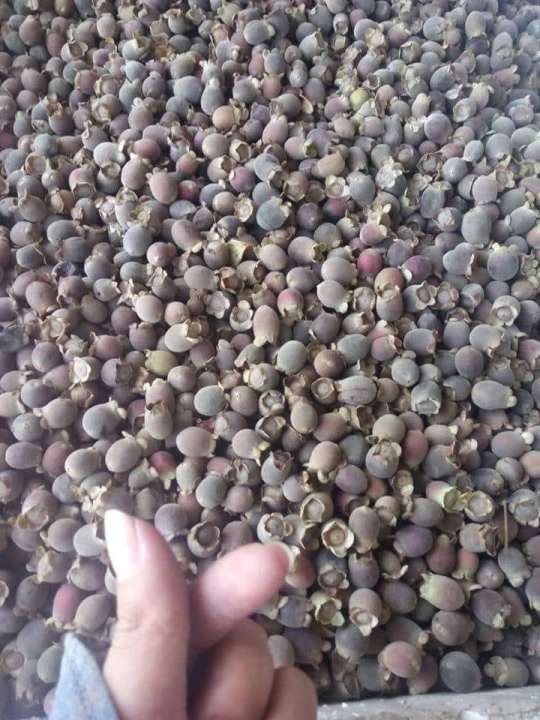 quả sim rừng khô 1kg
