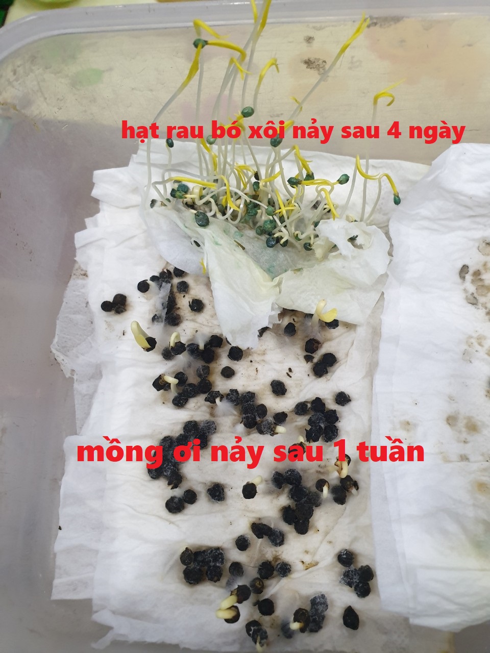 Hạt giống Dưa Lưới Melo 10 Hạt