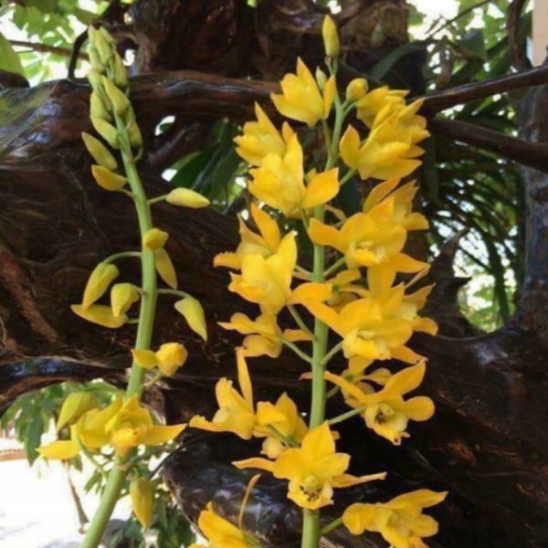 3 củ địa lan luân vàng