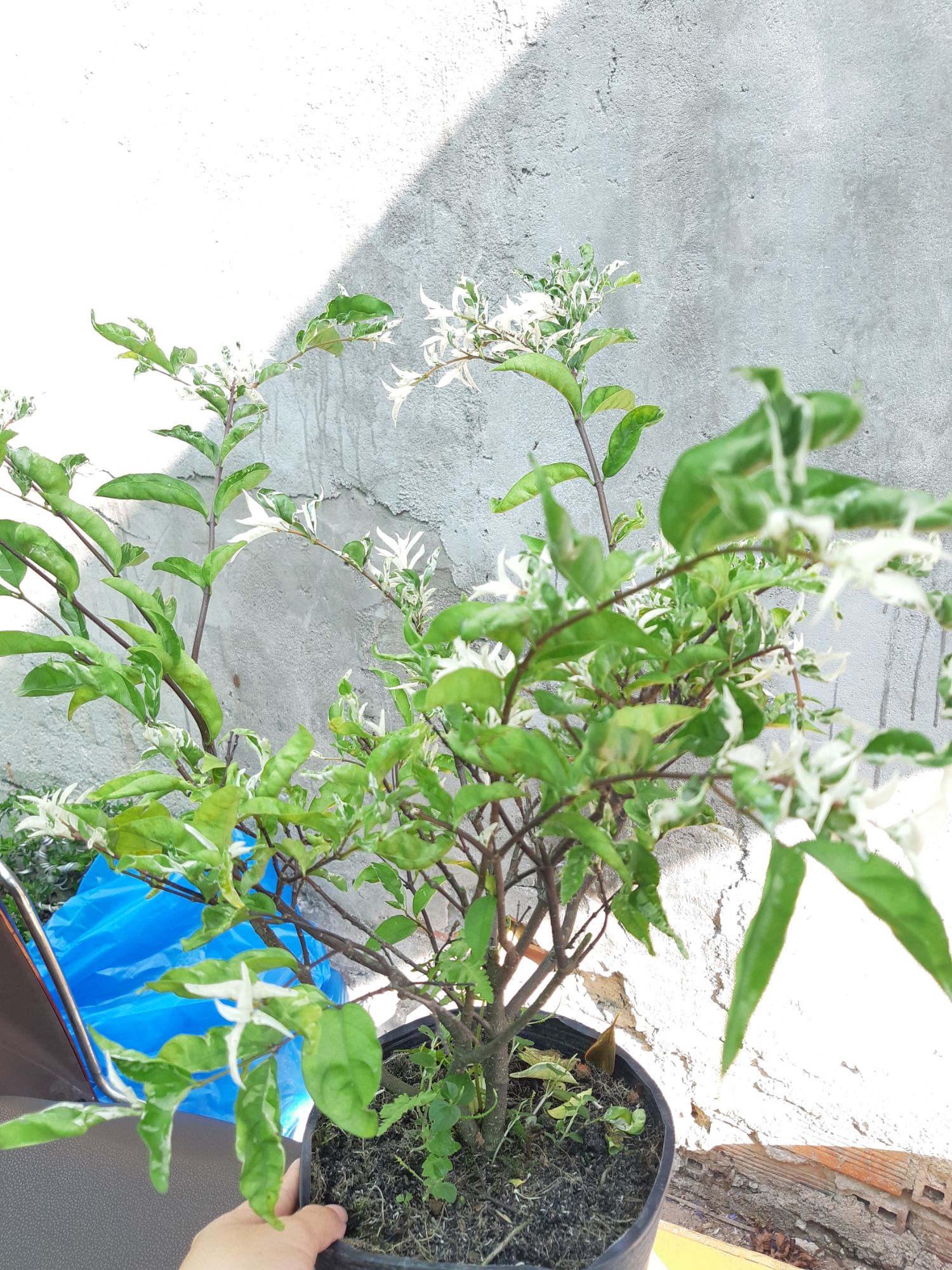 mai chiếu thủy đột biến(cẩm thạch)