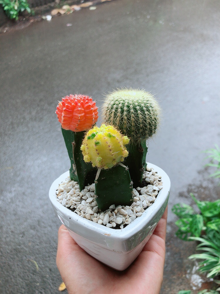 Chậu Xương Rồng Trái tim