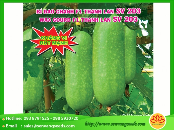 Hạt Giống Bí Đao Chanh F1 Thanh Lan SV 203 bịch 0.2gr