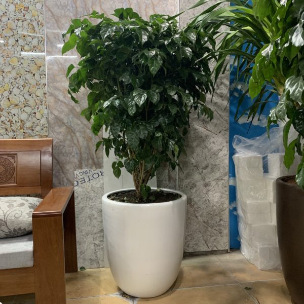 Cây hạnh phúc giúp tăng vận khí, người mệnh Kim nhất định NÊN CÓ