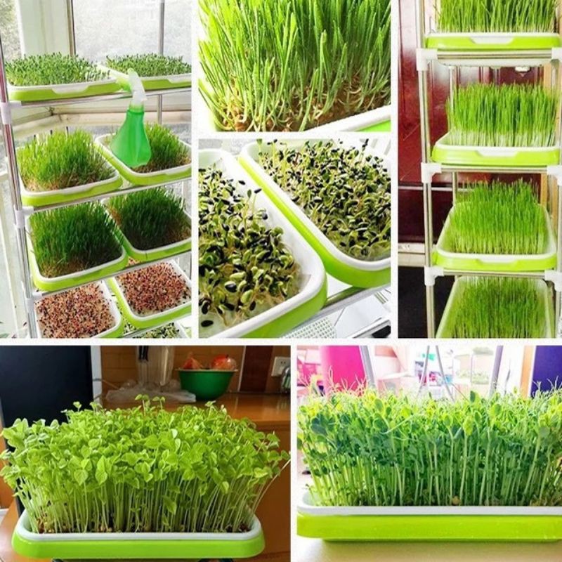 Bộ 5 Khay trồng Rau Mầm thủy canh