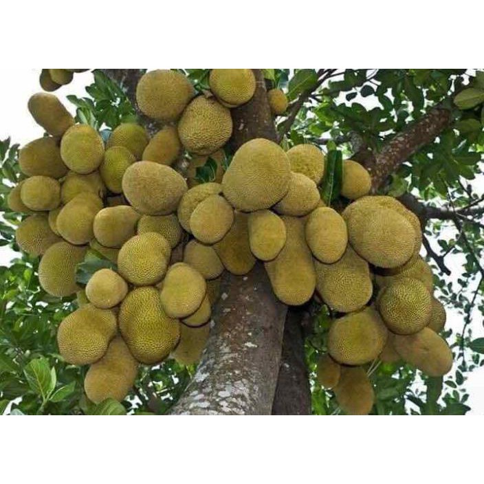Cây giống mít ta mít dai