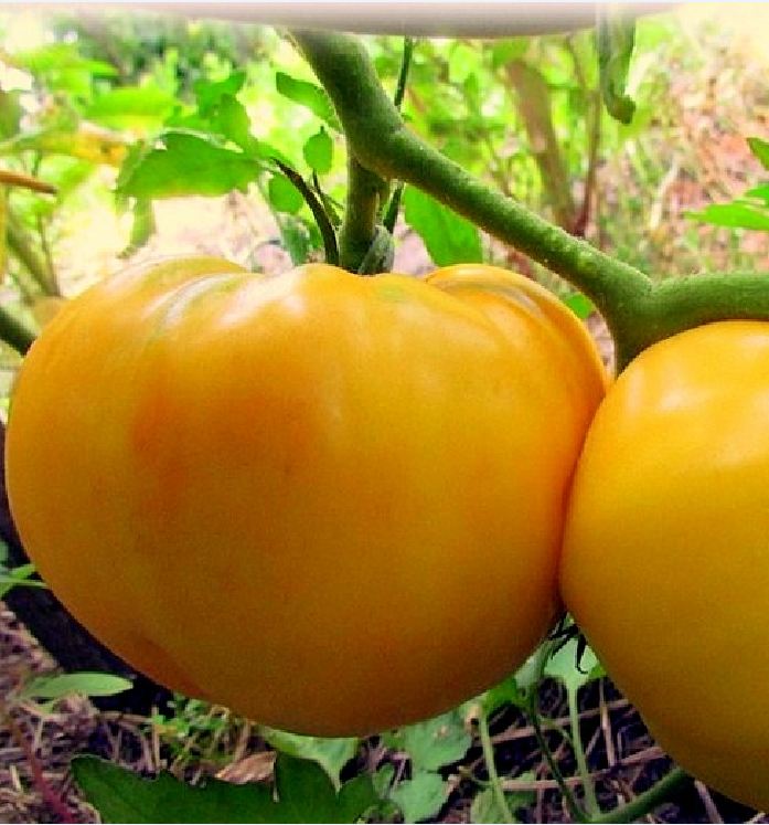 Hạt Giống Cà Chua Trái Tim Vàng KS - Gói 20 hạt