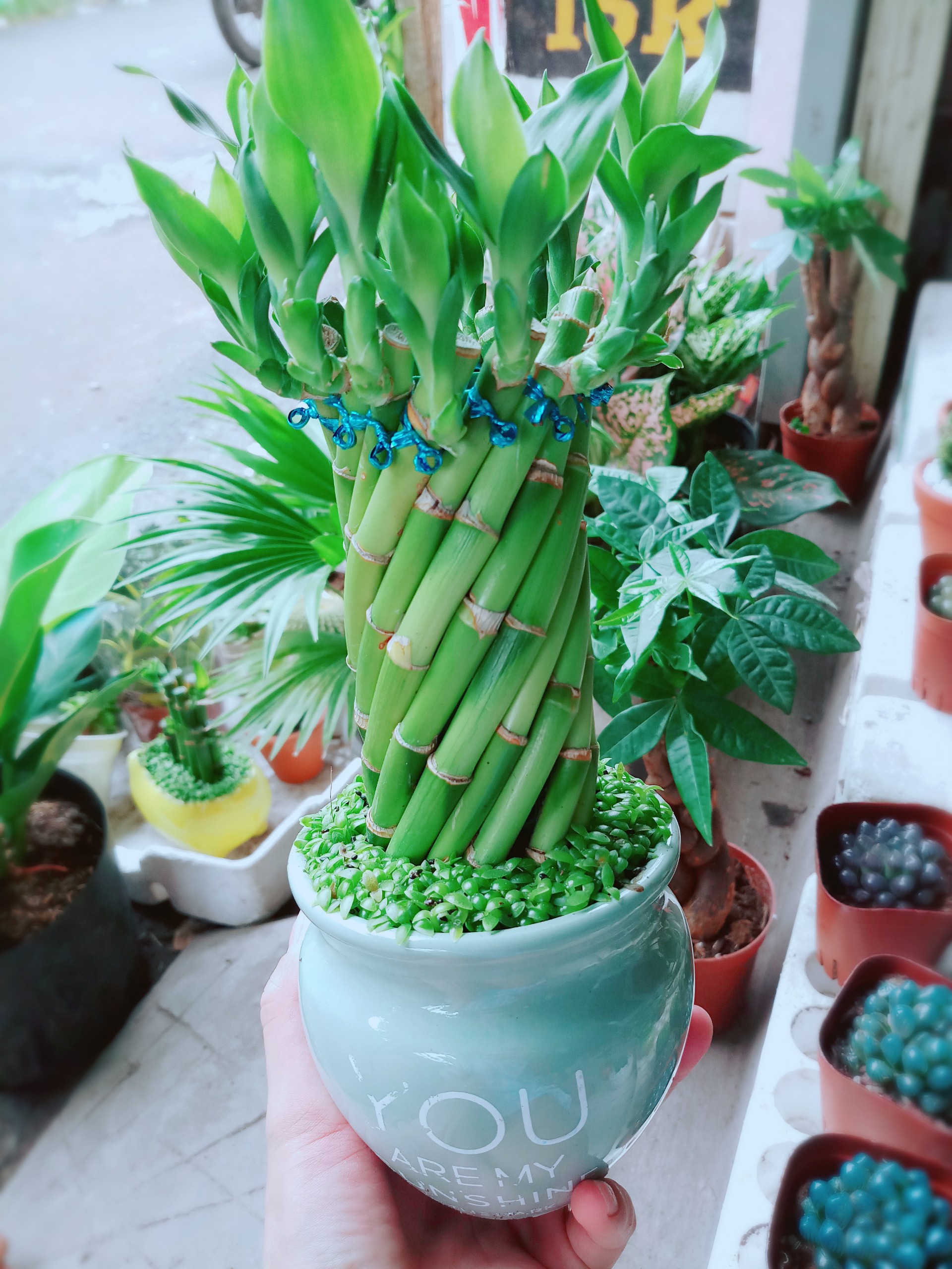Cây Trúc Phát Tài