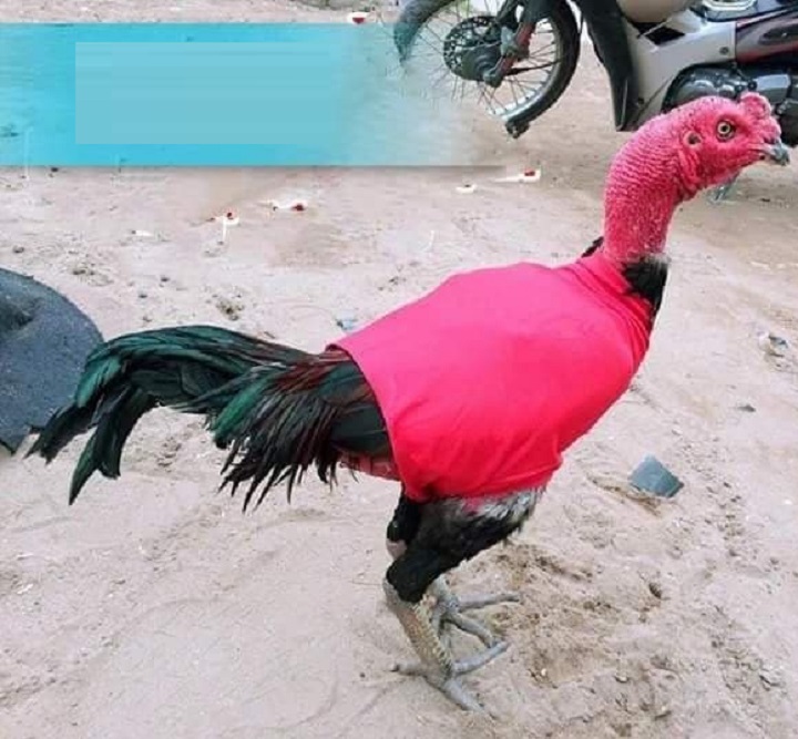 ÁO CHÙM CHO GÀ CHỌI-ÁO CHO GÀ GIÁ RẺ