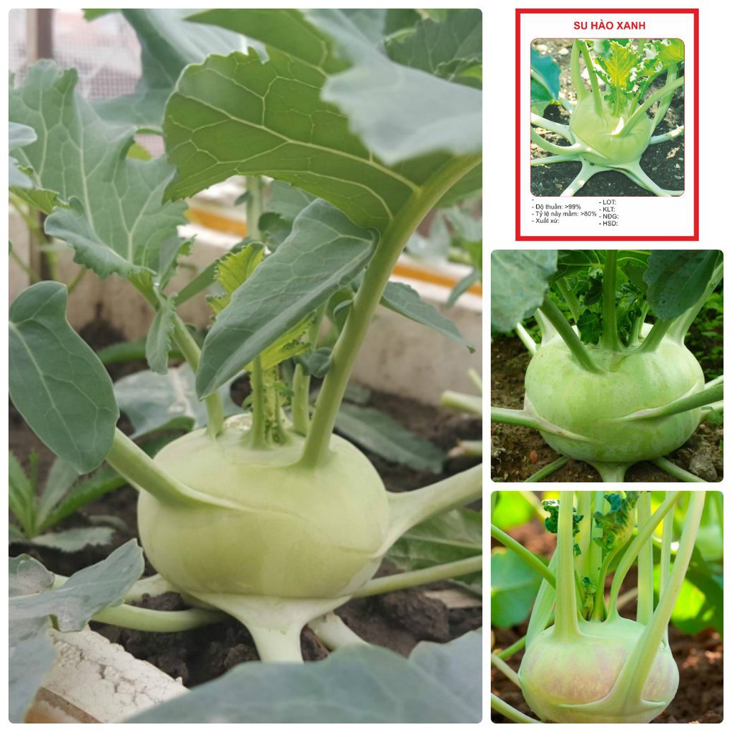 MJ386 Gói 50 Hạt Giống Su Hào Giòn Ngọt, Dễ Trồng Giống Mới Chịu Nhiệt 4 Mùa