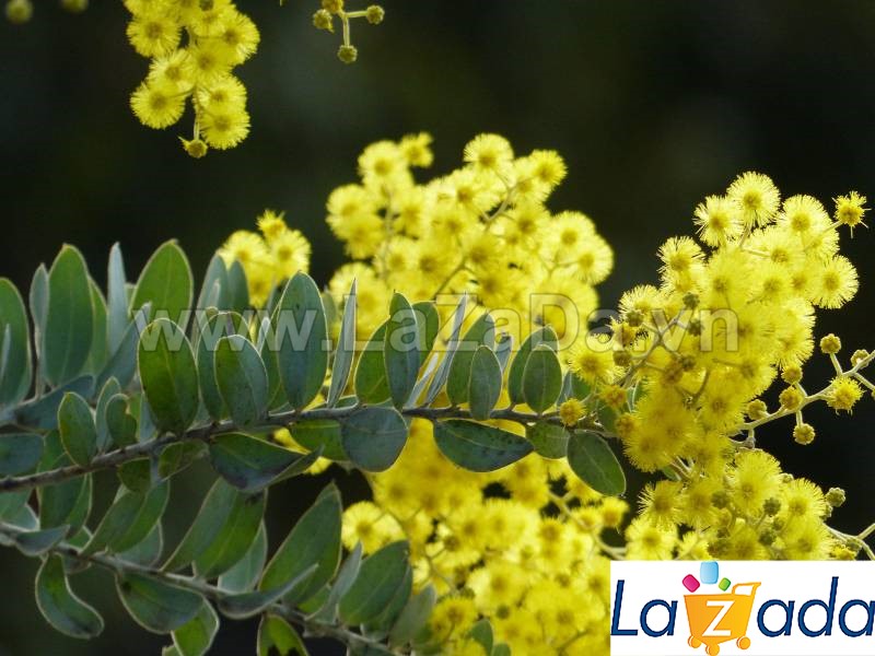 50h Hạt Giống Cây Mimosa (| -KD: B21*V64*M224)