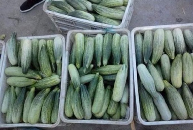 Hạt giống dưa chuối thơm