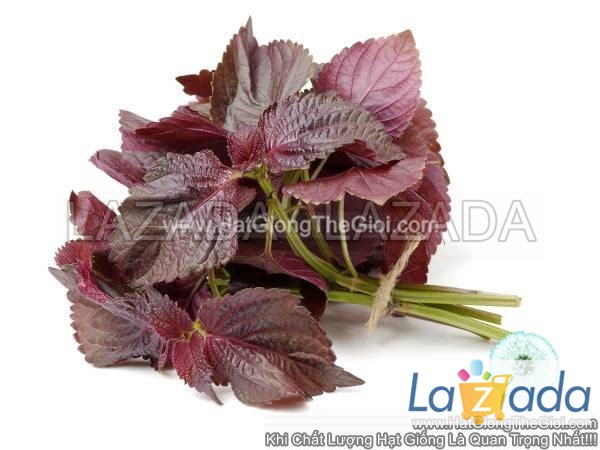 3gr 2650 hạt hạt giống tía tô đỏ