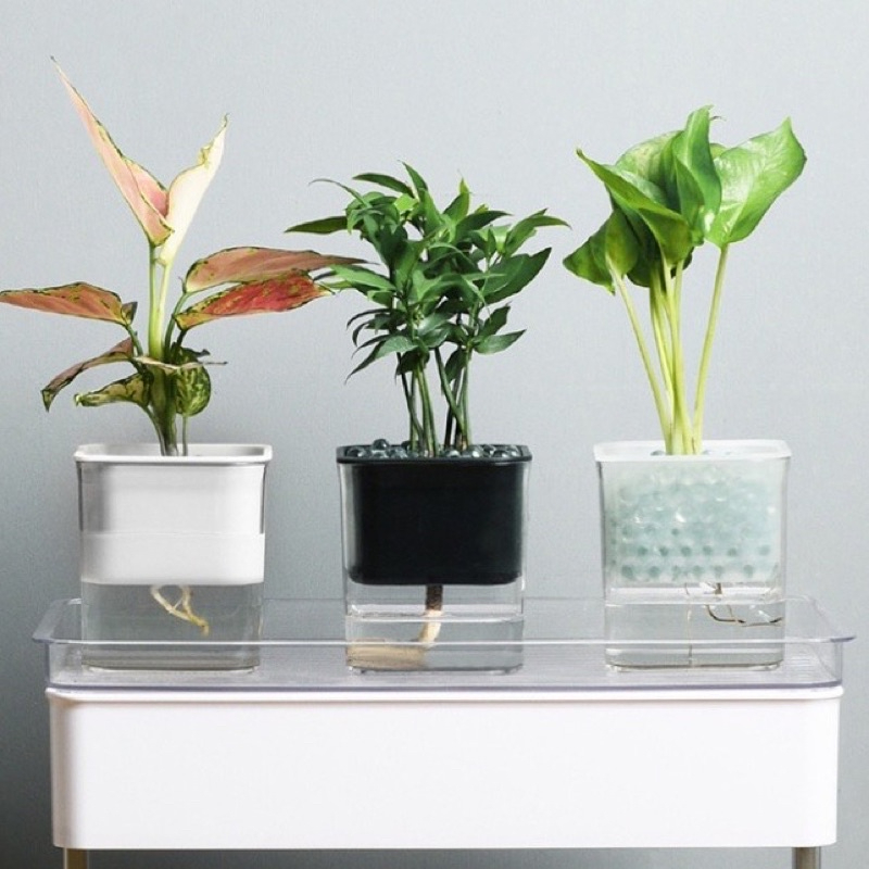 Cây trồng thuỷ sinh để bàn 2