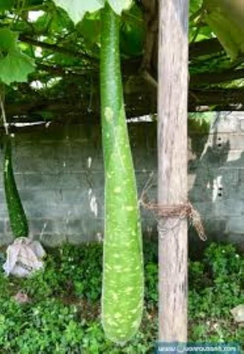 HG141- hạt giống bầu sao dài 20 hạt