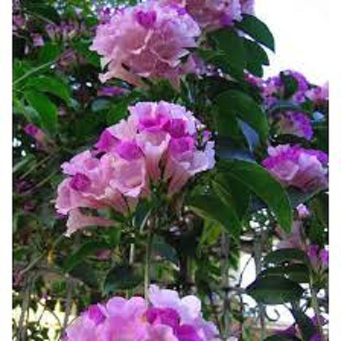 Cây giống hoa lan tỏi