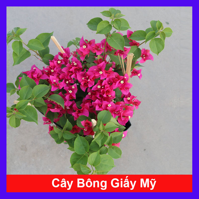 Cây Bông Giấy Mỹ - Cây Cảnh Sân Vườn