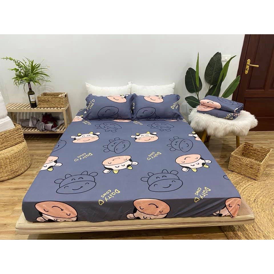Ga trải giường m6/m8 drap giường poly nhiều mẫu lựa chọn