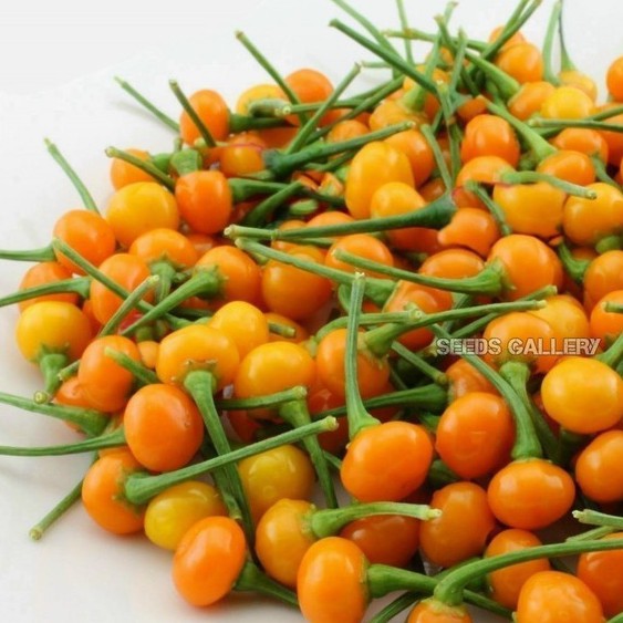 hạt gióng ớt (ớt charapita)