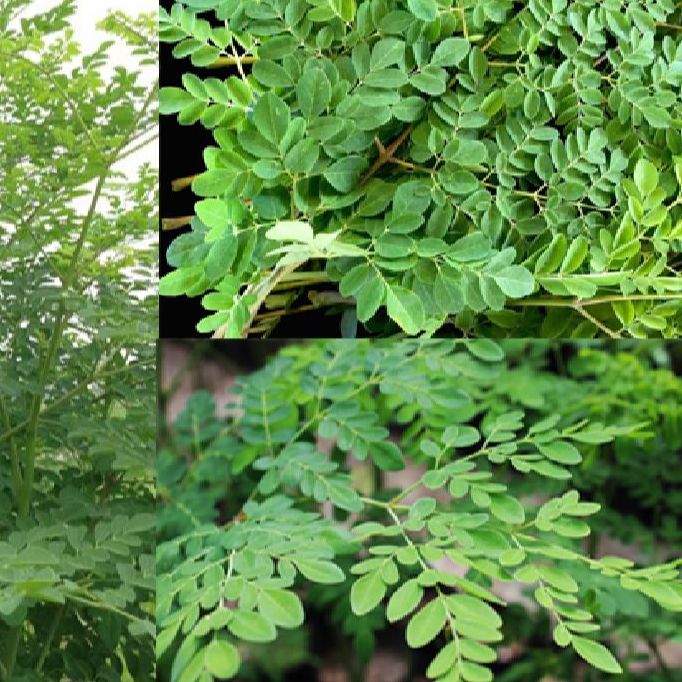 Hạt giống cây chùm ngây-gói 20 hạt