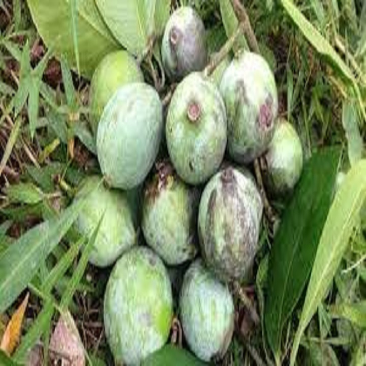 cây dọc để nấu canh chua cực thơm,cực ngon,mát