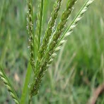 1kg cỏ mần trầu tươi