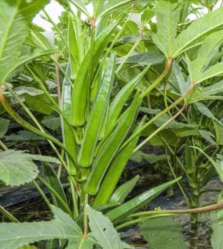 GÓI 20 HẠT GIỐNG ĐẬU BẮP LÙN