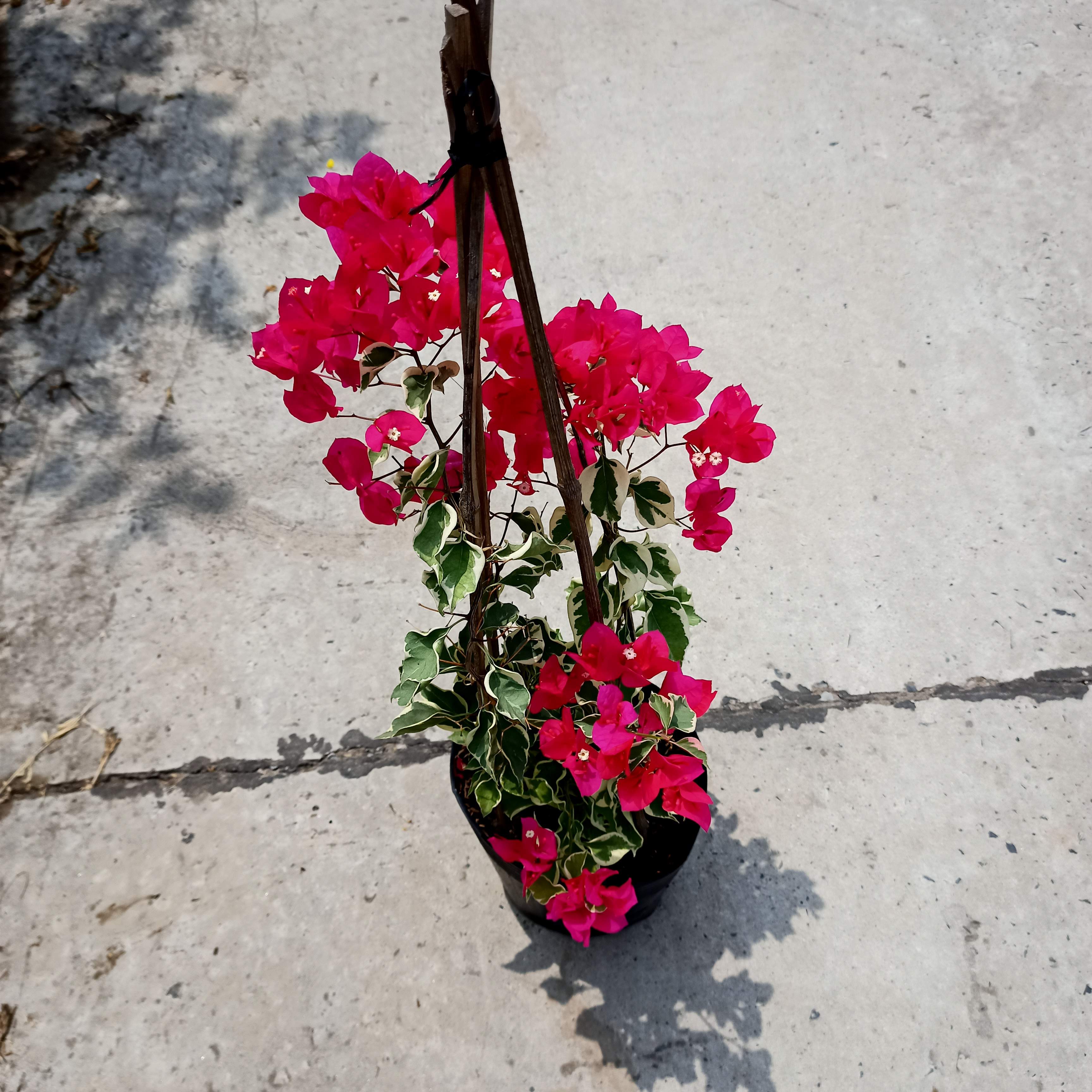 Chậu cây bông giấy cẩm thạch C9 - Summer Garden