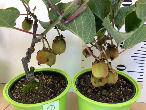 [Lấy mã giảm thêm 30%] Gói Hạt Giống Cây Kiwi