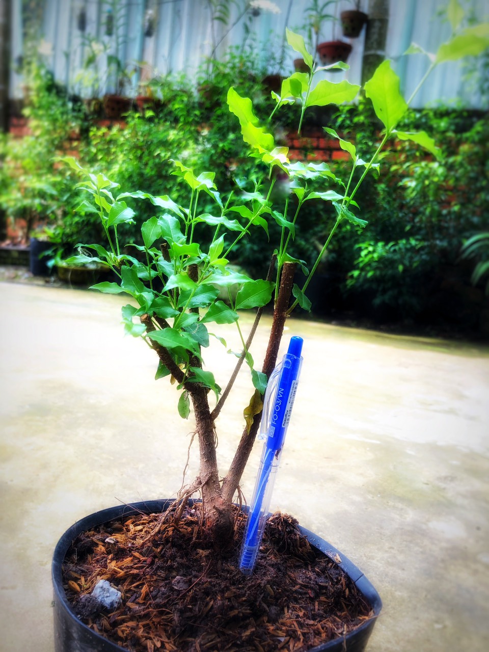 Cây Hồng Ngọc Mai ( cây giống)
