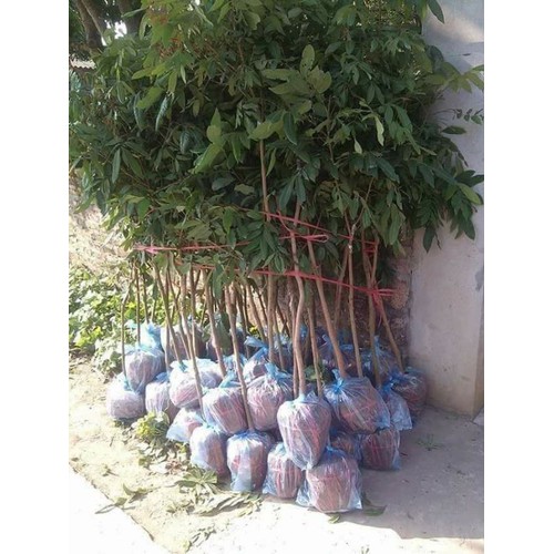 CÂY GIỐNG NHÃN MIỀN THIẾT